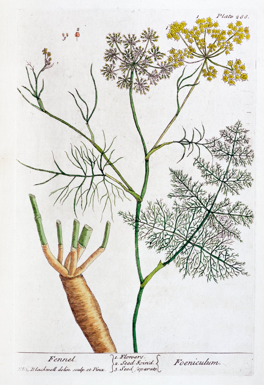 Fenouil - Elizabeth Blackwell