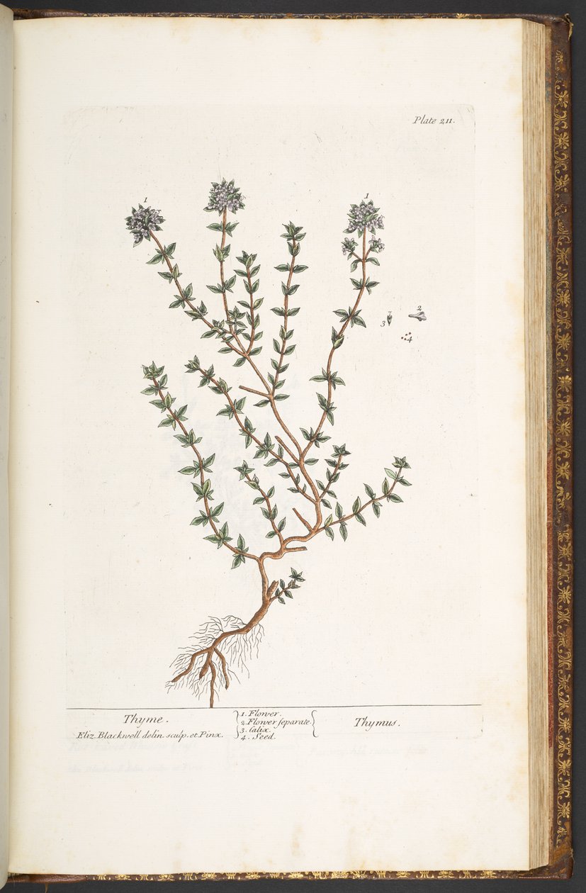 Planche 211, Thym, de 