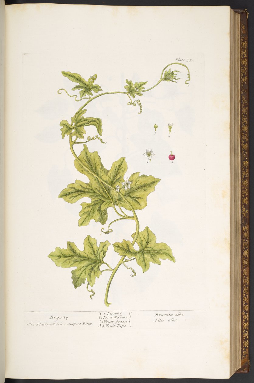Planche 37, Bryone, de 