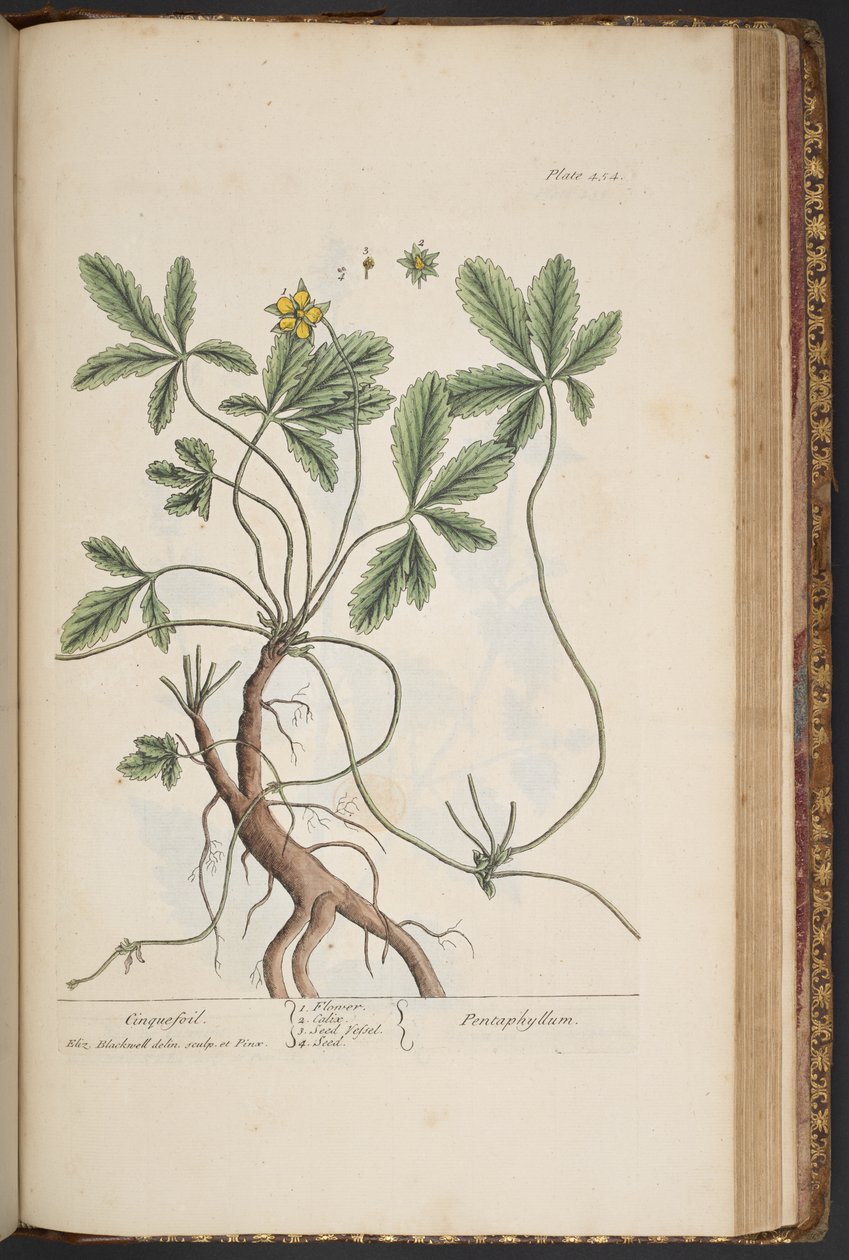 Planche 454, Potentille, de 