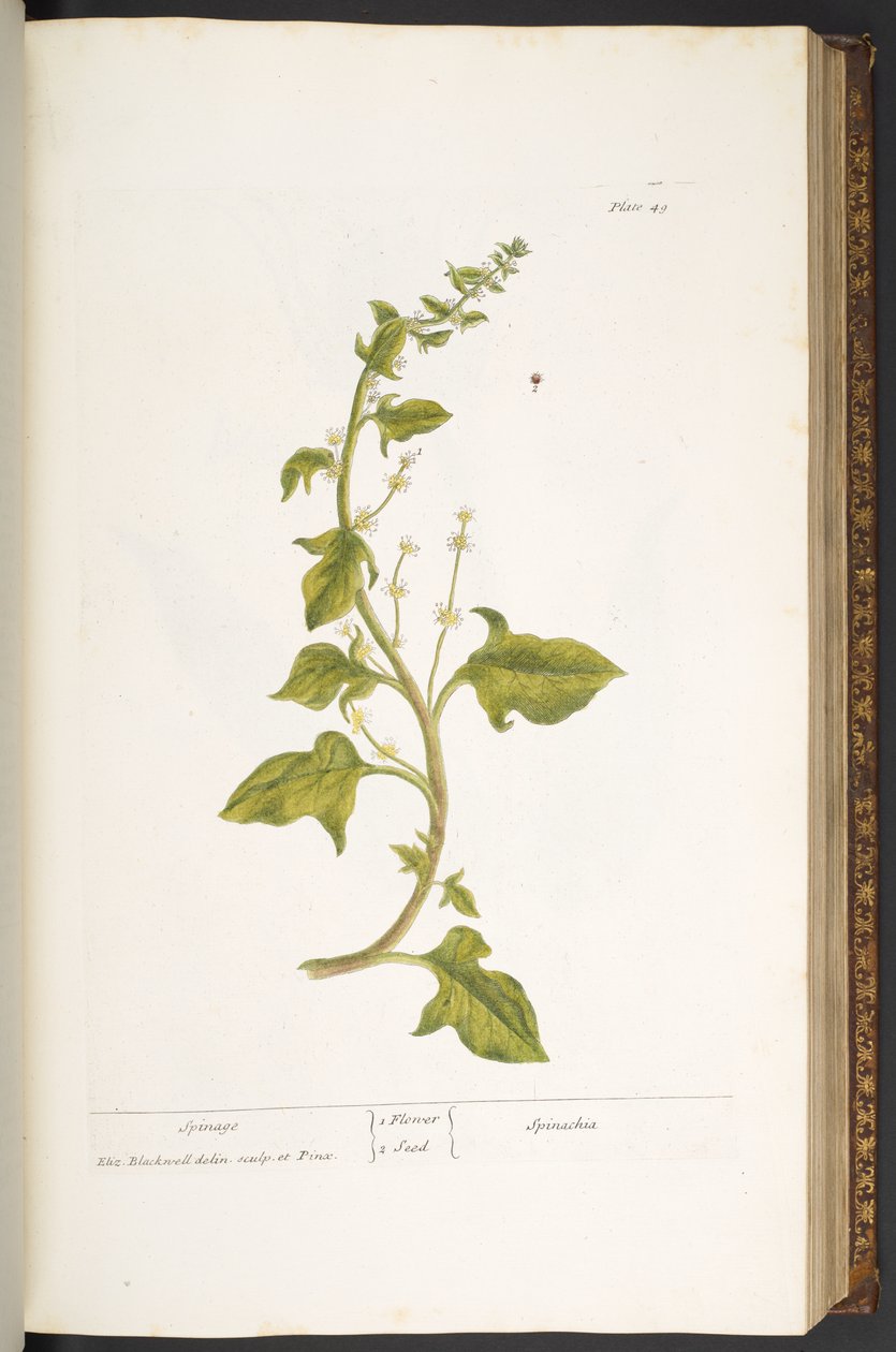 Planche 49, Épinard, de 