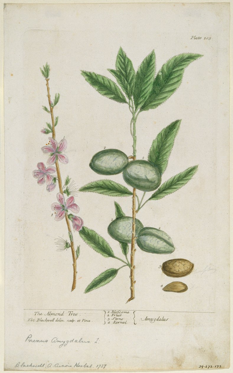 Prunus amygdalis dulcis. Amande douce, 1737 - Elizabeth Blackwell