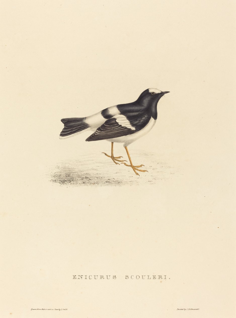 Enicurus Scouleri (Petite Forktail) - Elizabeth Gould