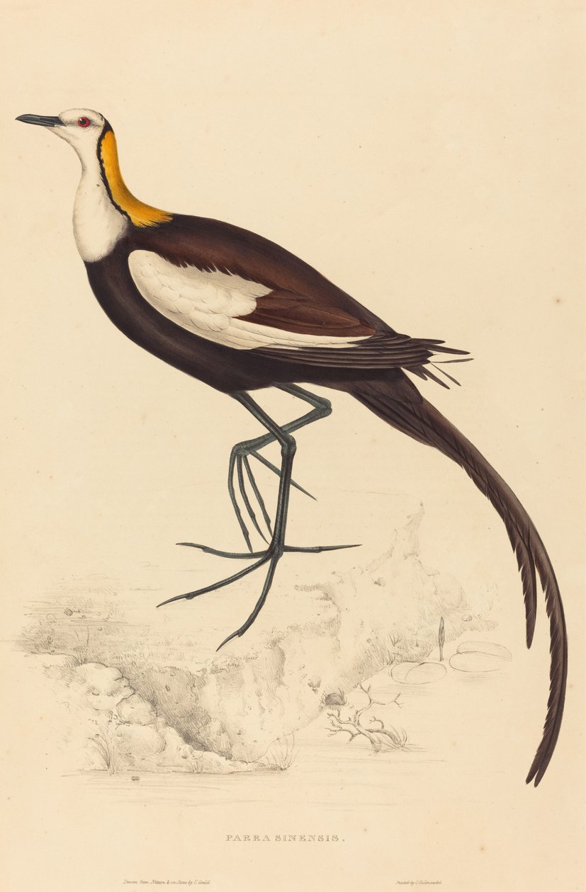 Parra Sinensis (Jacana à longue queue) - Elizabeth Gould