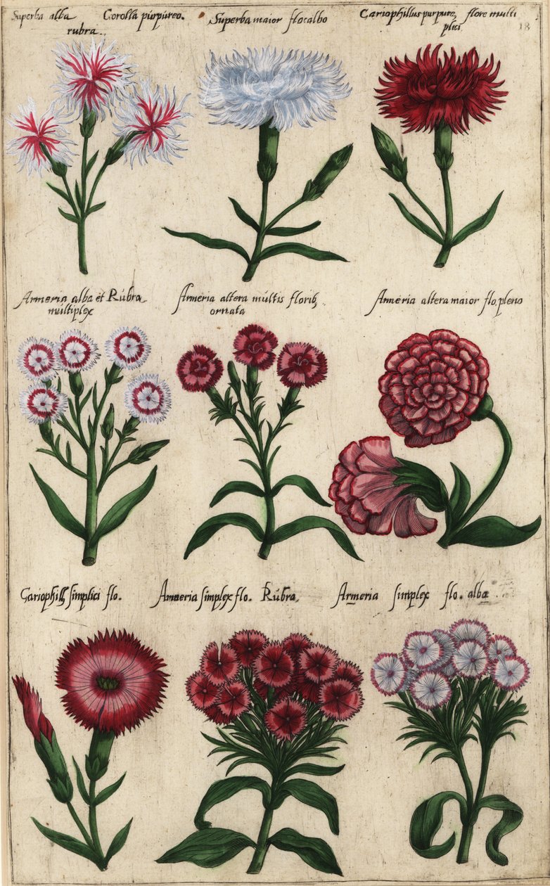 Différentes variétés d