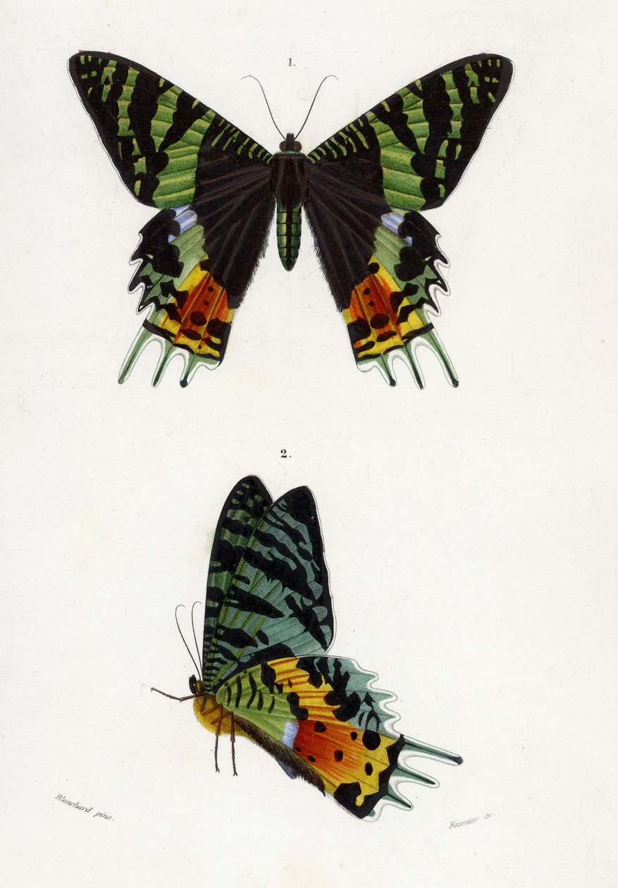 Urania Riphaeus, 1869 (gravure colorée à la main) - Emile Theophile Blanchard