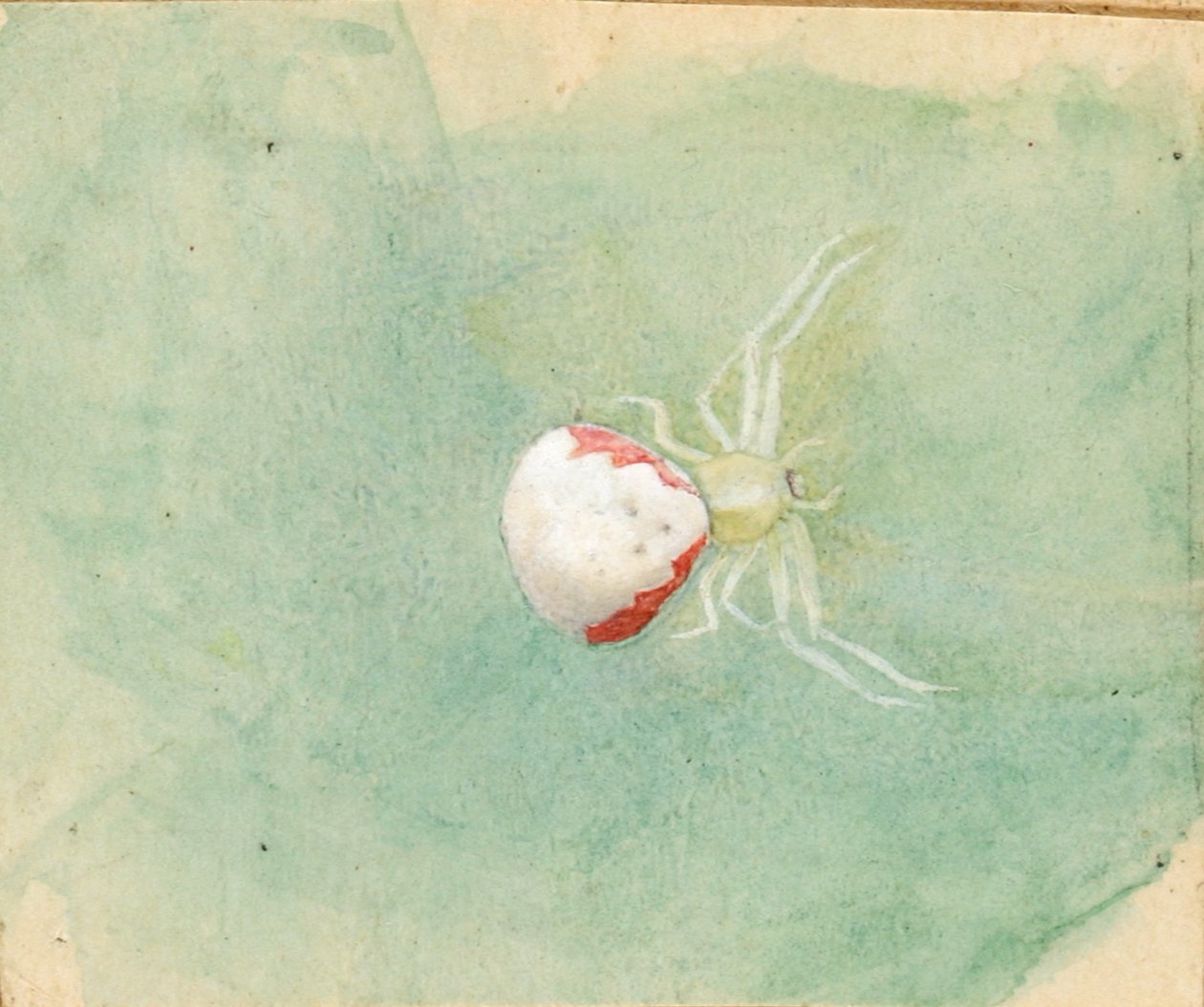 Araignée blanche en porcelaine - Emma Beach Thayer