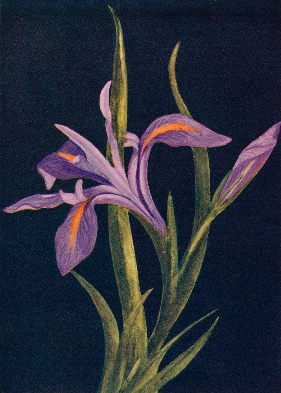 Iris terrestre - Emma Graham Clock
