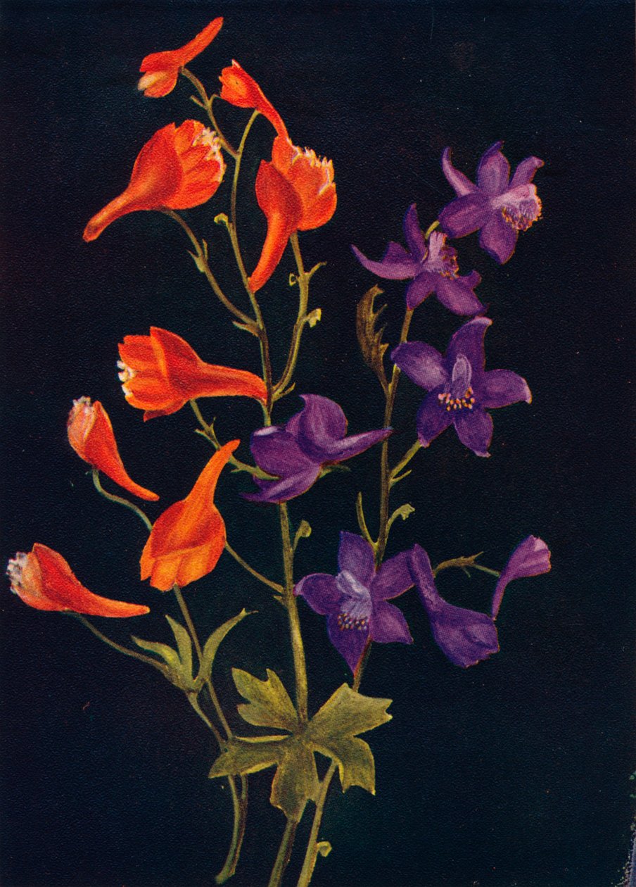 Delphinium Écarlate et Bleu, c1915 - Emma Graham Clock