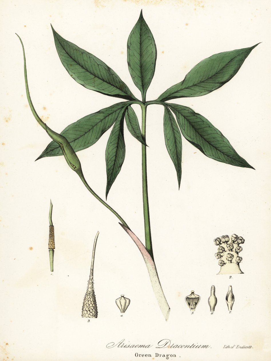 Dragon vert ou racine de dragon, Arisaema dracontium - Endicott Endicott