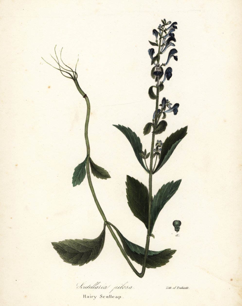 Scutellaria elliptica - Endicott Endicott
