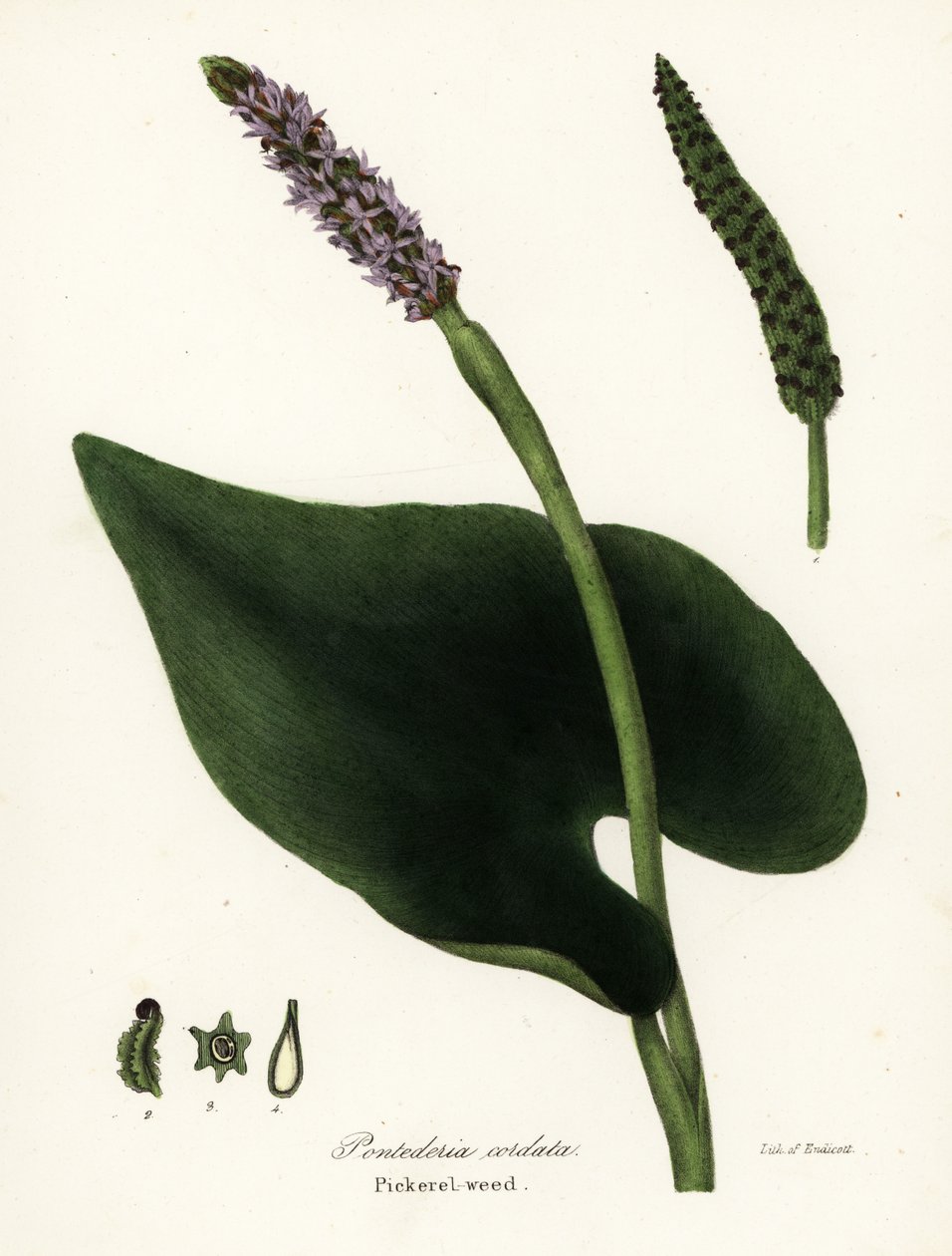 Pontederia cordata - Endicott Endicott