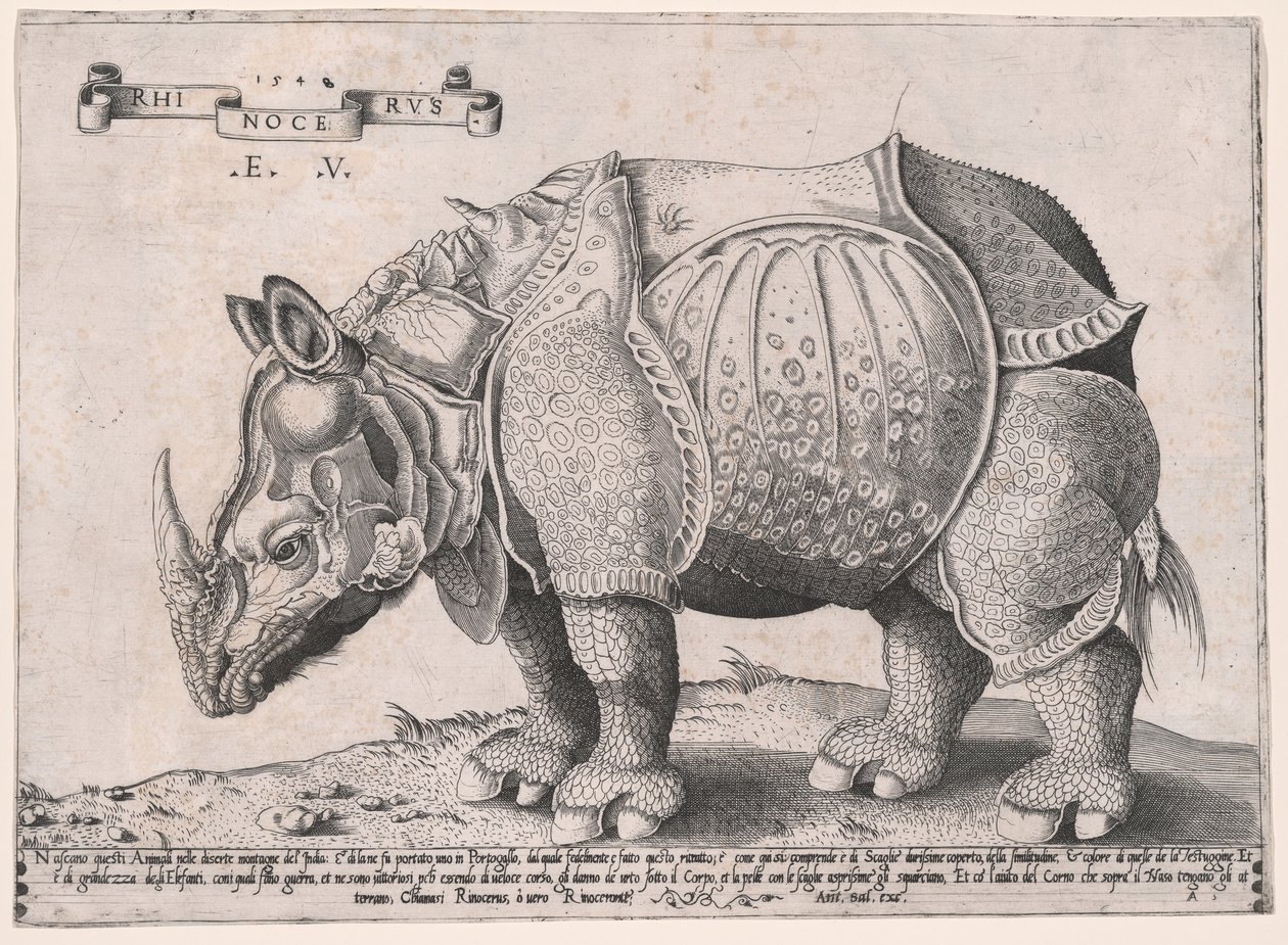 Rhinocéros - Enea Vico