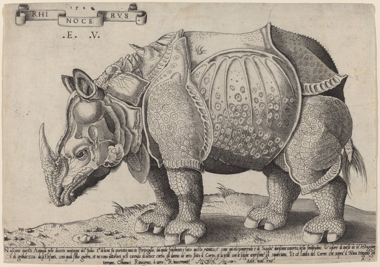Rhinocéros - Enea Vico after Albrecht Dürer