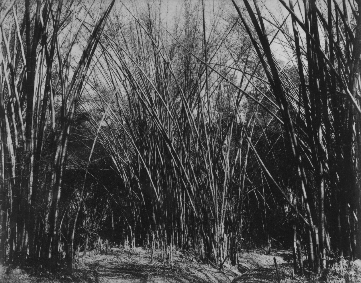 Touffe de bambou, Trinidad, vers 1891 - English Photographer
