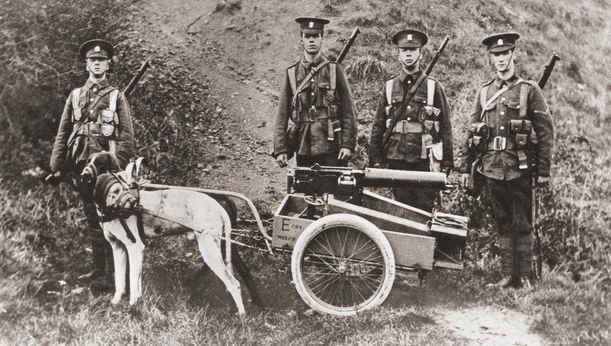 Armée britannique utilisant des chiens pour tirer une mitrailleuse pendant la Première Guerre mondiale, de 