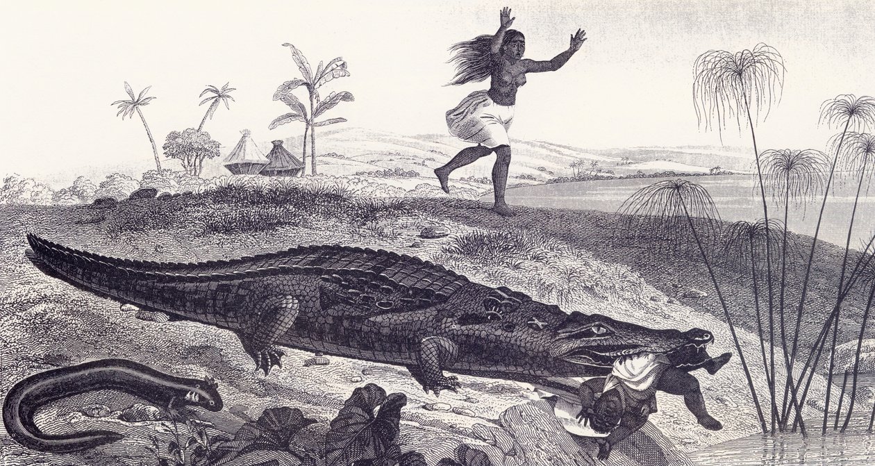 Un crocodile attrape un enfant dans un village africain - English School