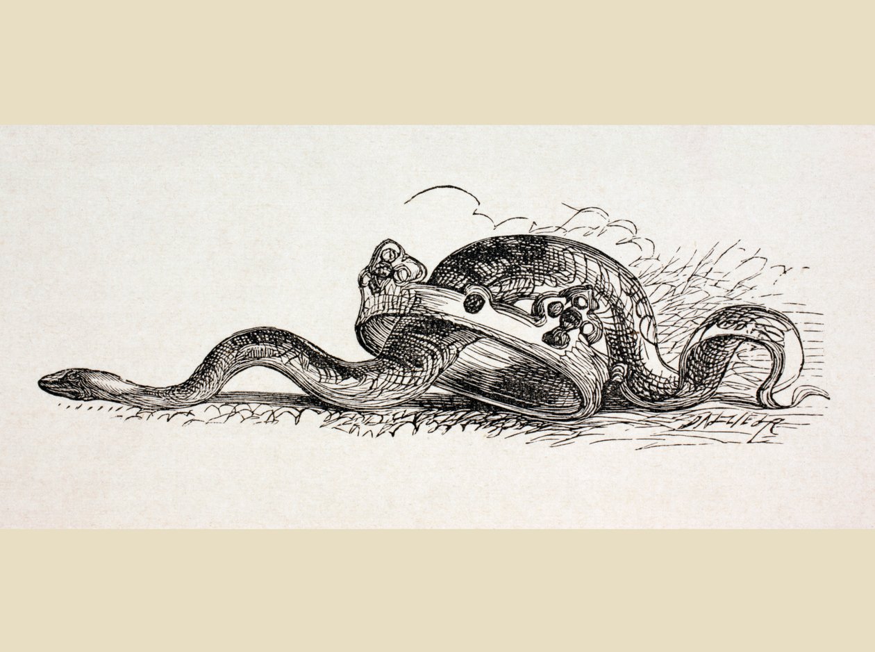 Un serpent glisse à travers une couronne royale, 1890 - English School