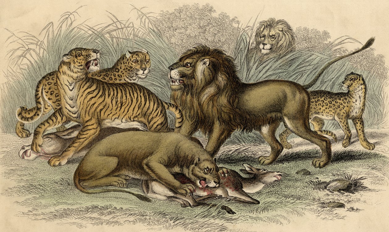 Un lion et une lionne asiatiques, un tigre du Bengale, un léopard et un jaguar - English School