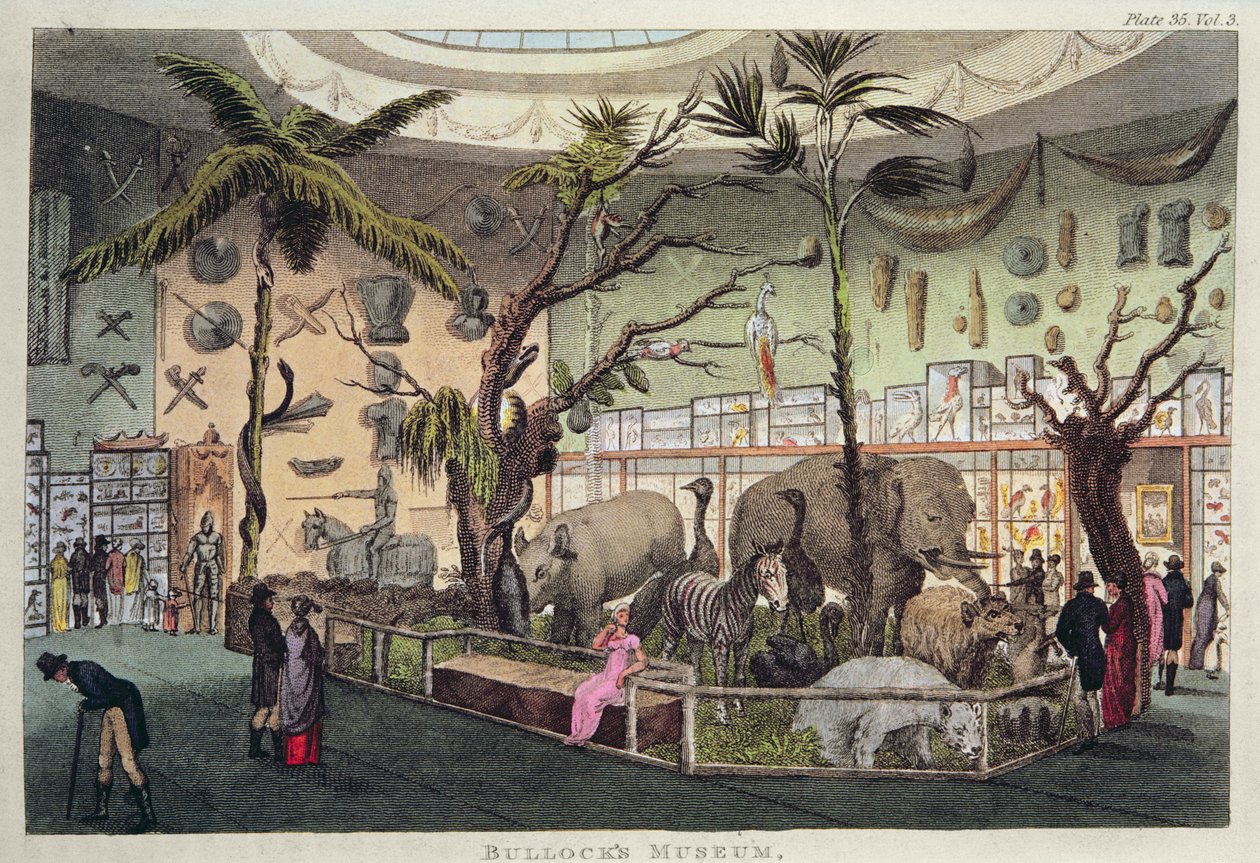 Musée de Bullock (gravure en couleur) - English School