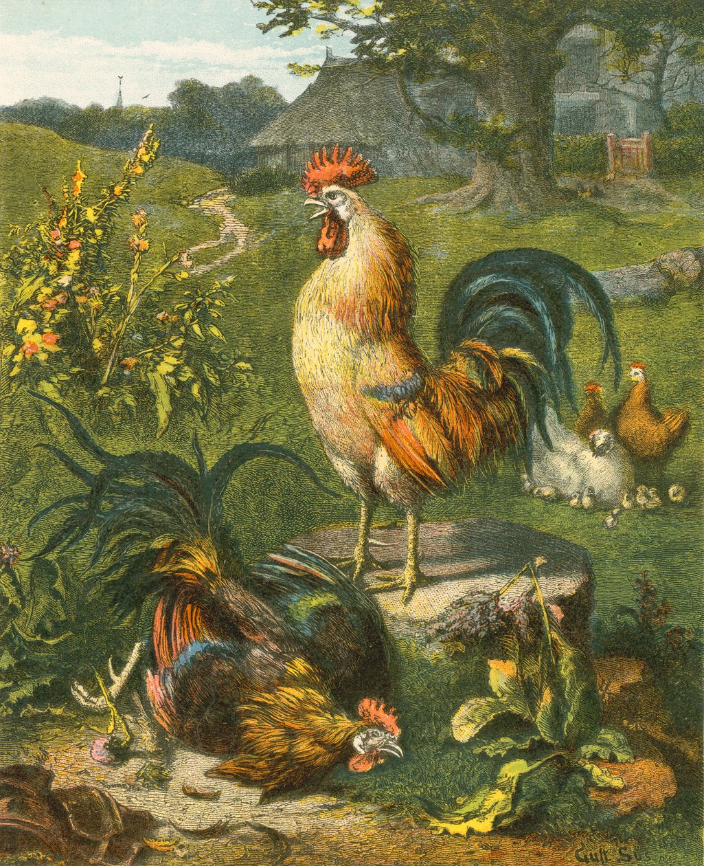 Coq, le Victorieux - English School