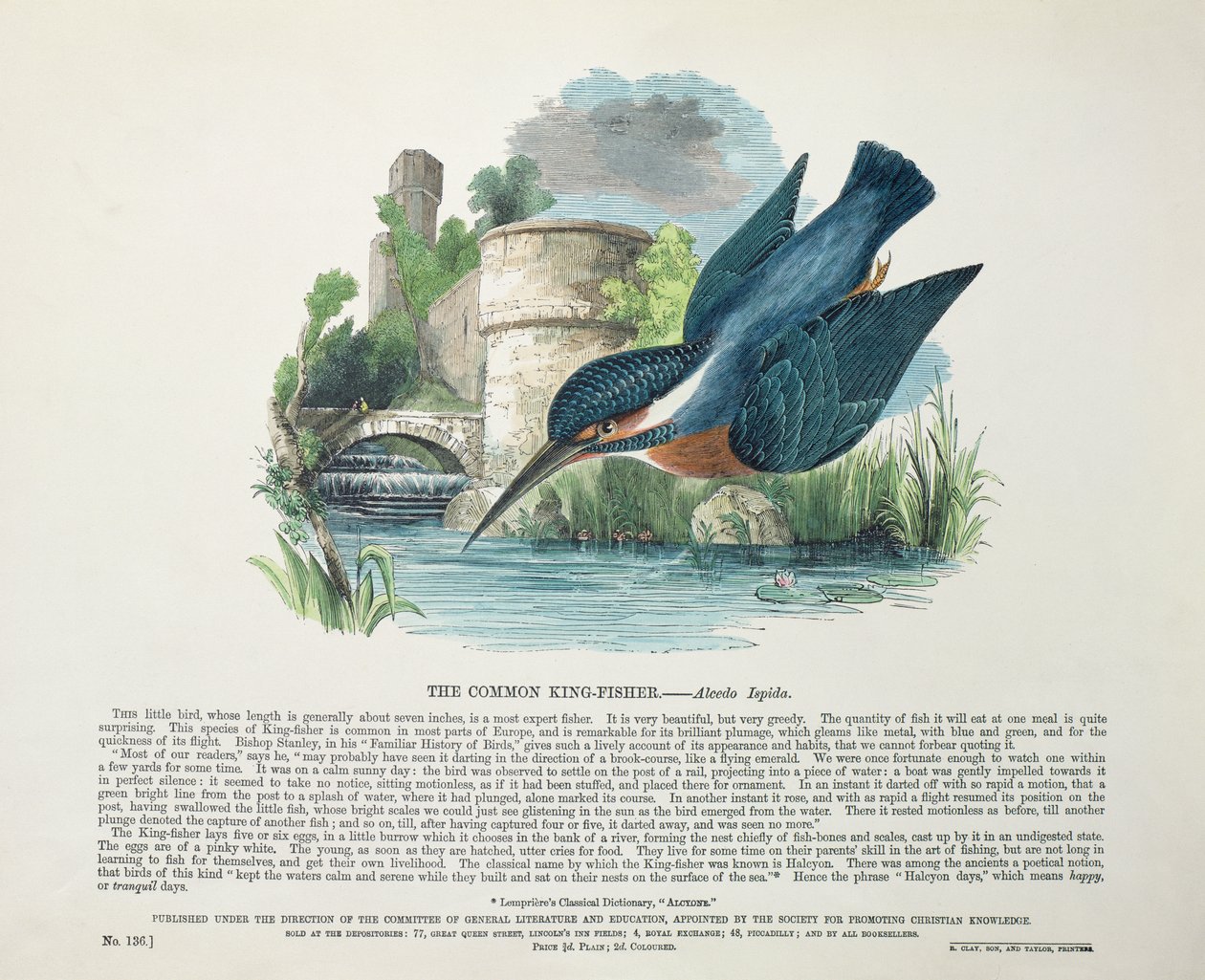 Martin-pêcheur d