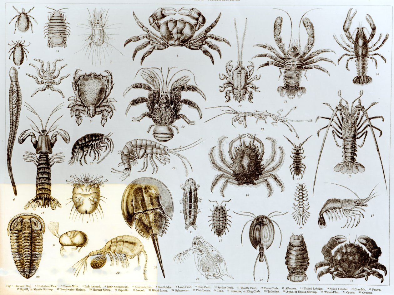Crustacés et arachnides - English School