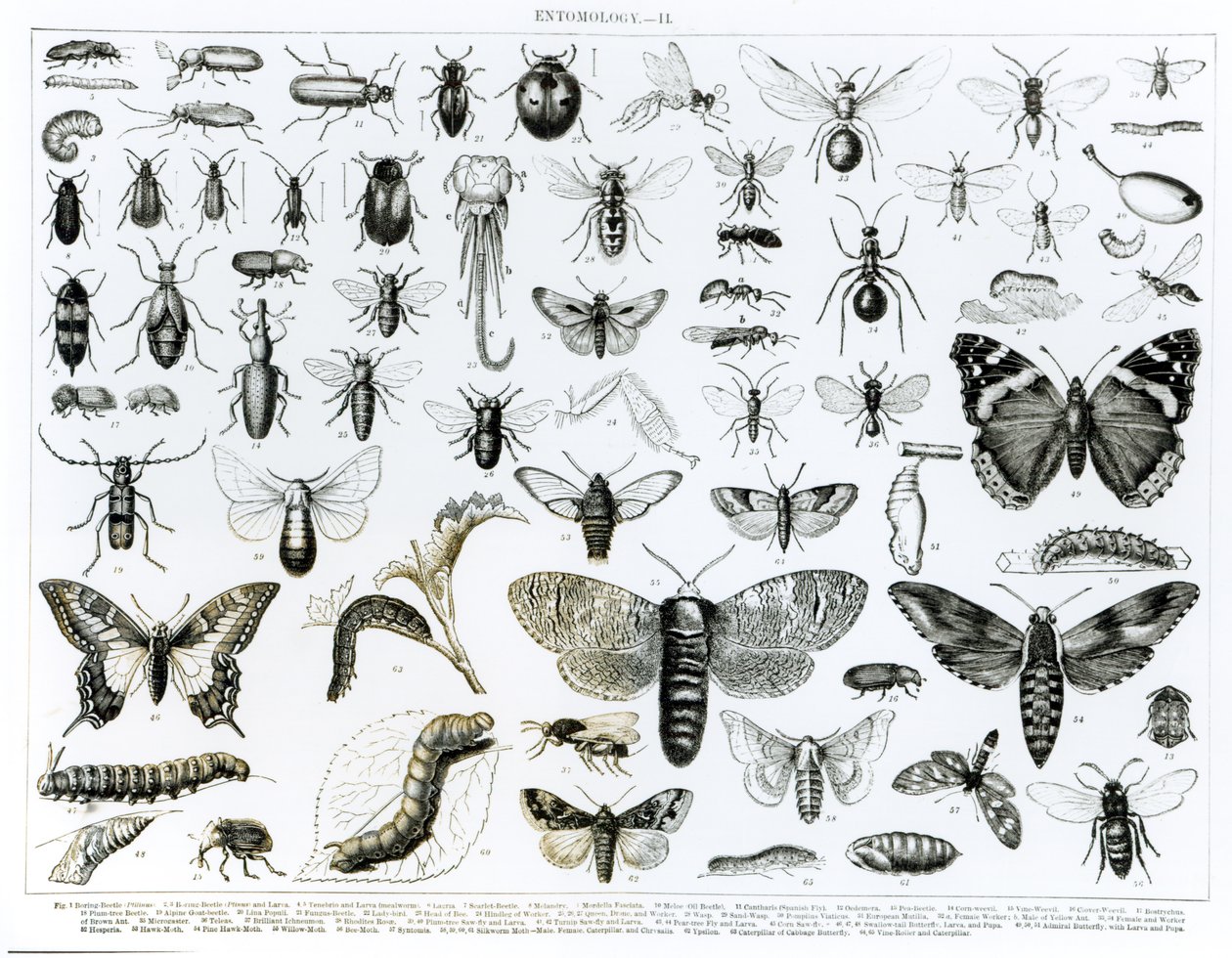 Entomologie - English School