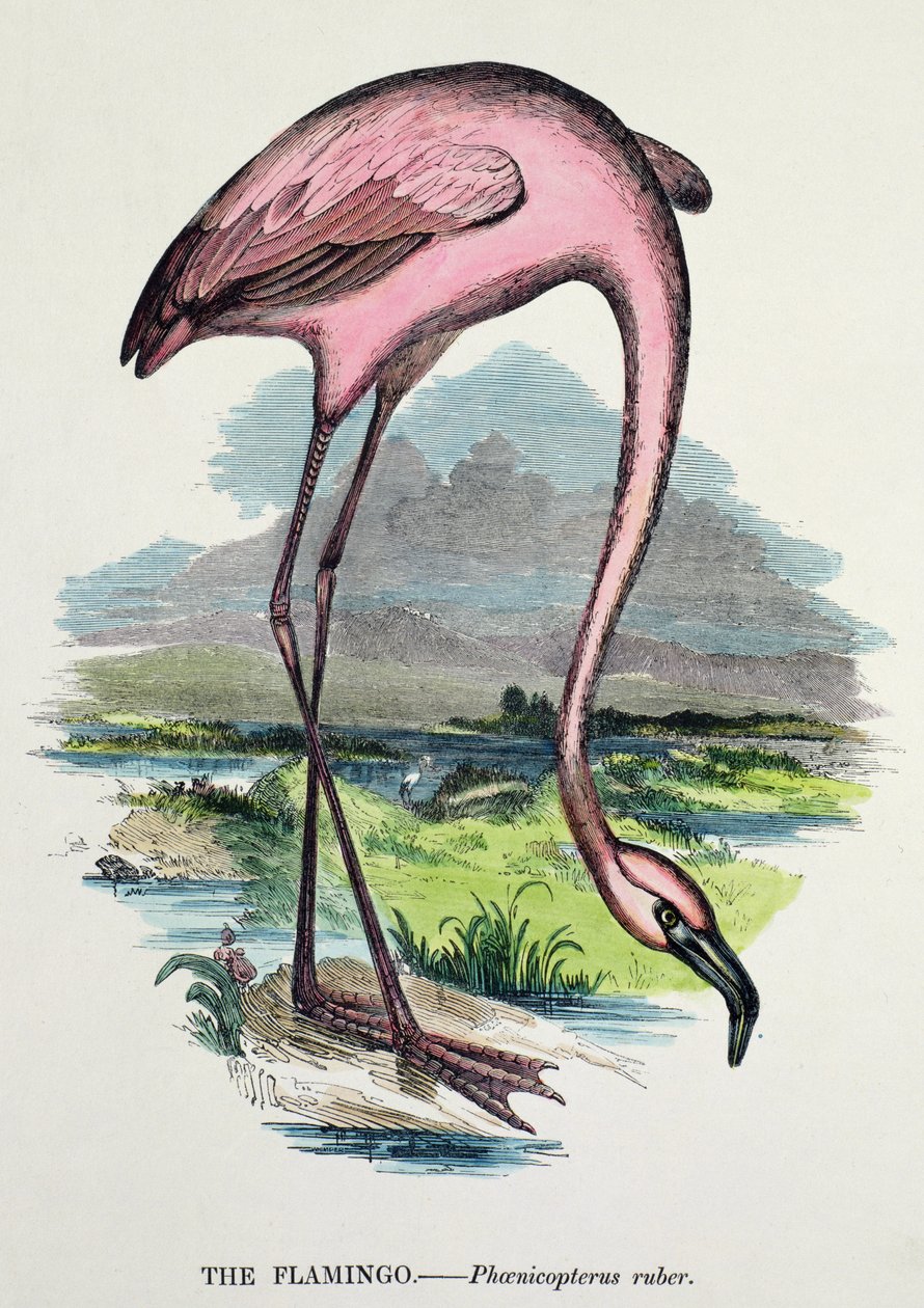 Flamant rose (Phoenicopterus Ruber) - English School
