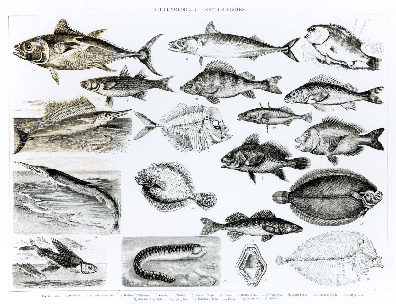 Ichtyologie Poissons osseux - English School