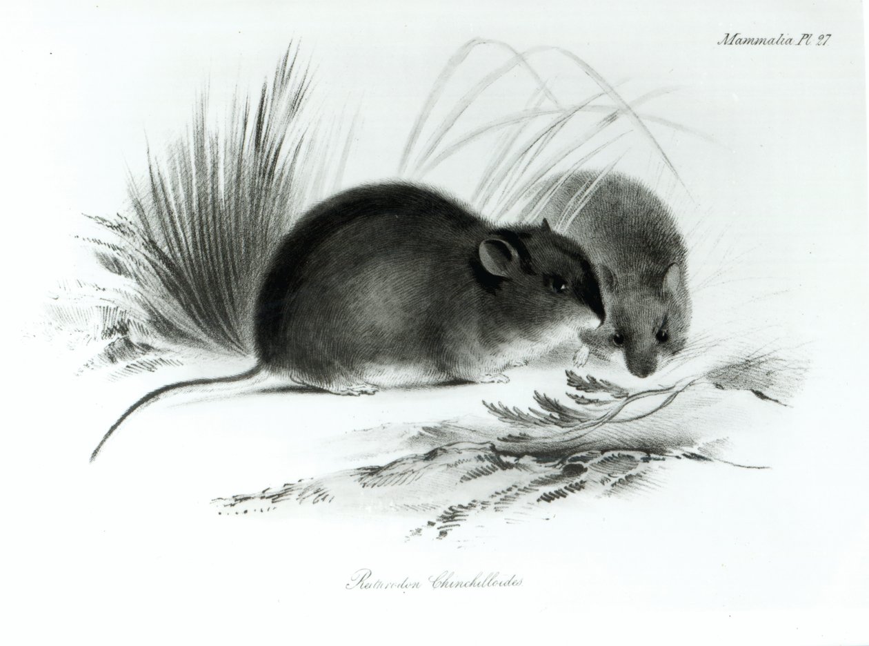 Souris, Terre de Feu, Amérique du Sud vers 1832-36 - English School
