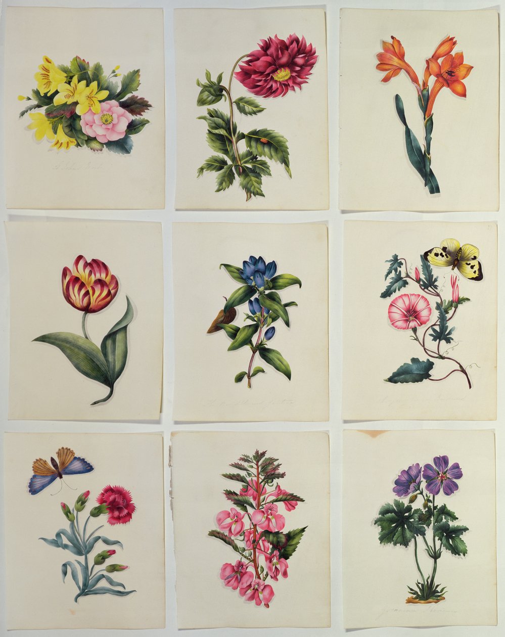 Neuf assiettes de fleurs - English School