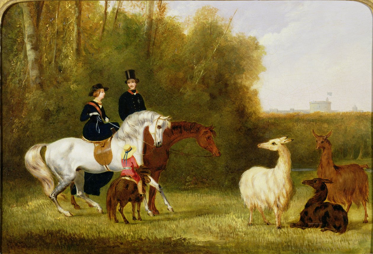La reine Victoria, le prince Albert et le prince de Galles à Windsor Park avec leur troupeau de lamas - English School