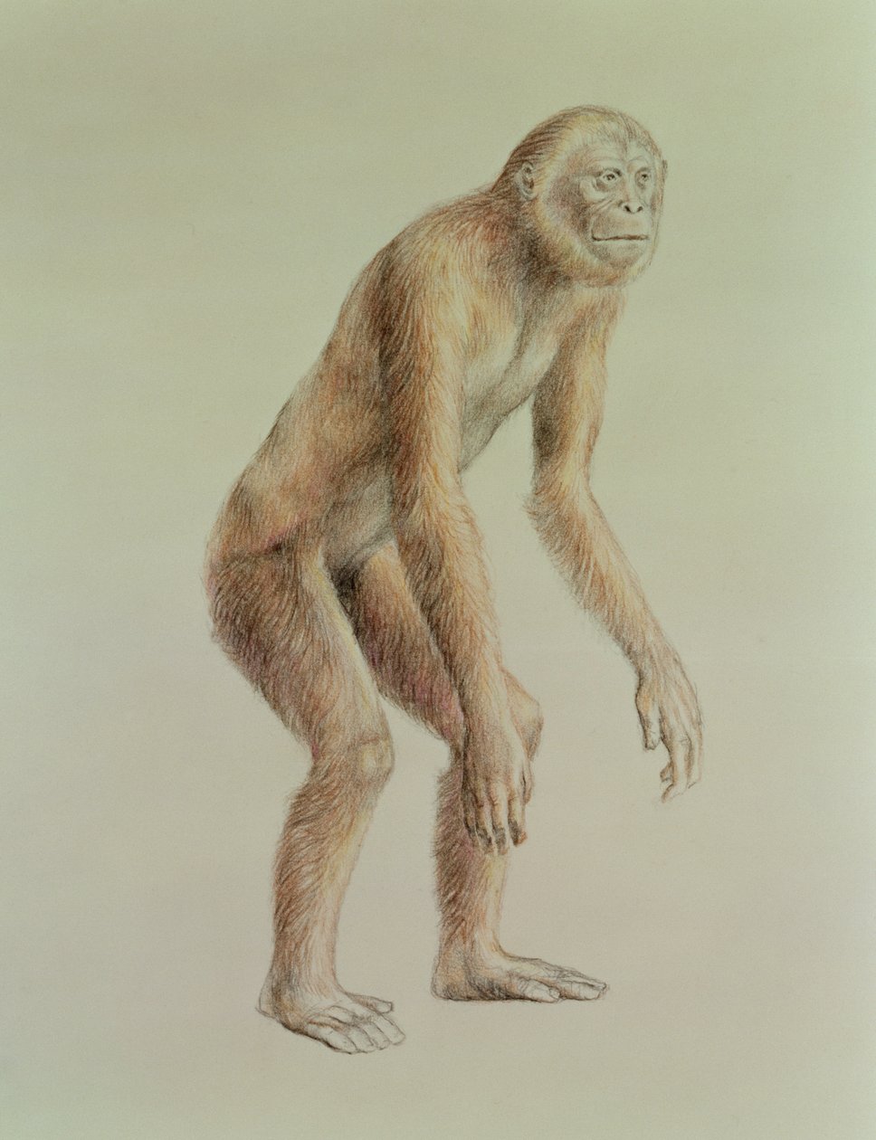 Ramapithecus - English School