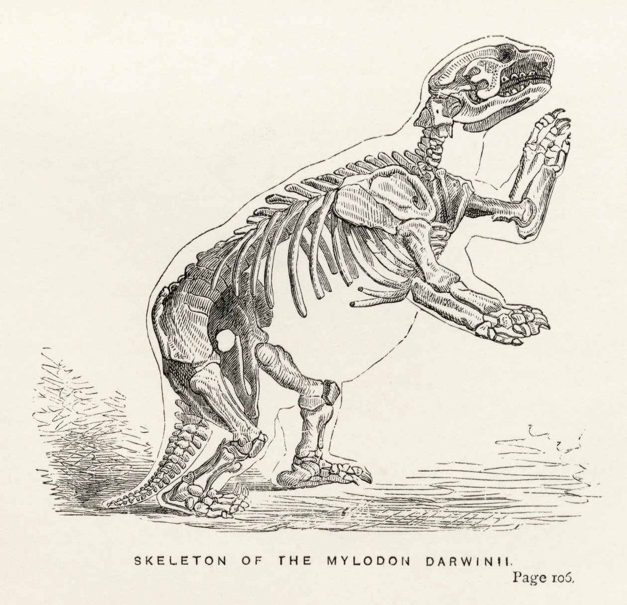 Squelette du Mylodon Darwinii, de 
