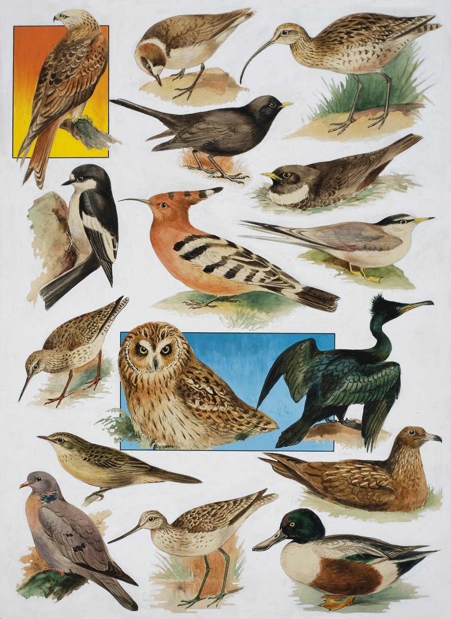 Les Oiseaux de Grande-Bretagne - English School