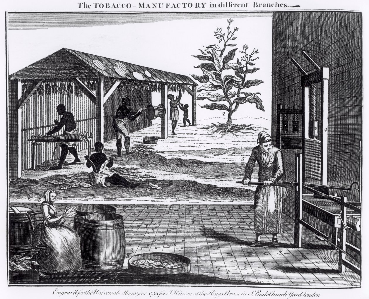 La Manufacture de tabac dans différentes branches, gravée pour le Universal Magazine, 1750 - English School
