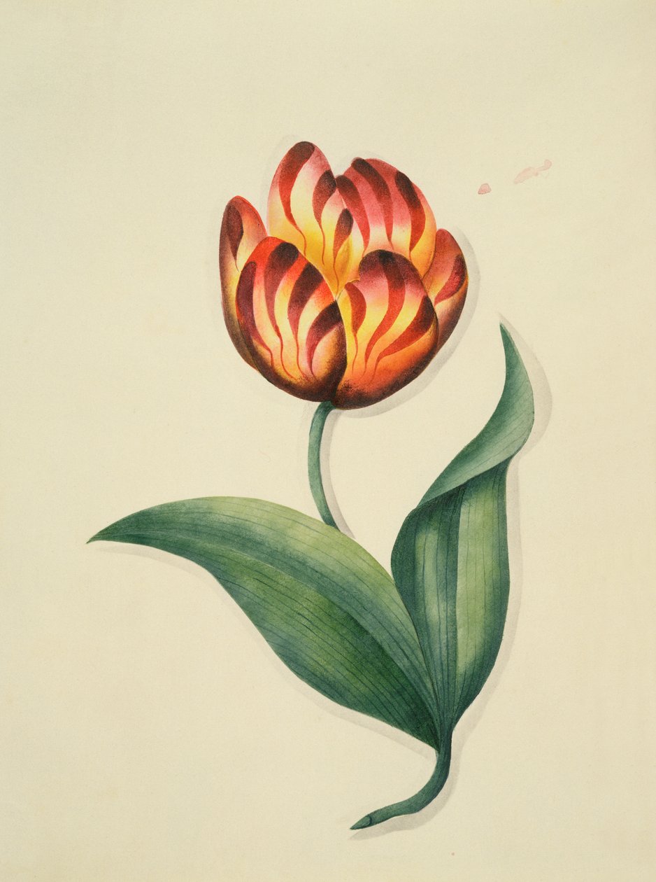 Tulipe, de 