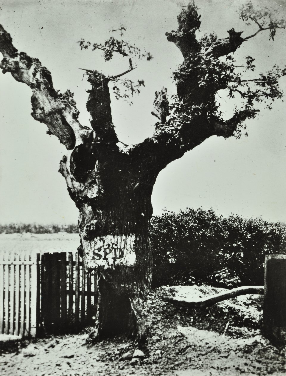 Brockley Lane : Old Oak, Londres, 1890 - English Photographer