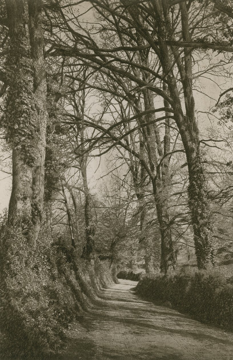 Chemin de Cockington, Devonshire, près de Torquay - English Photographer