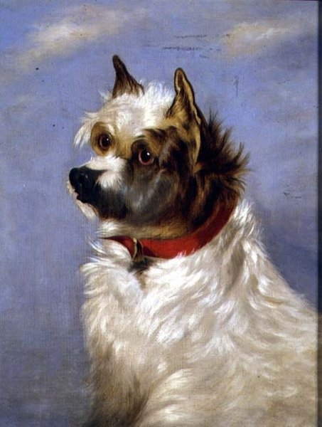 Un terrier avec un collier rouge - English School