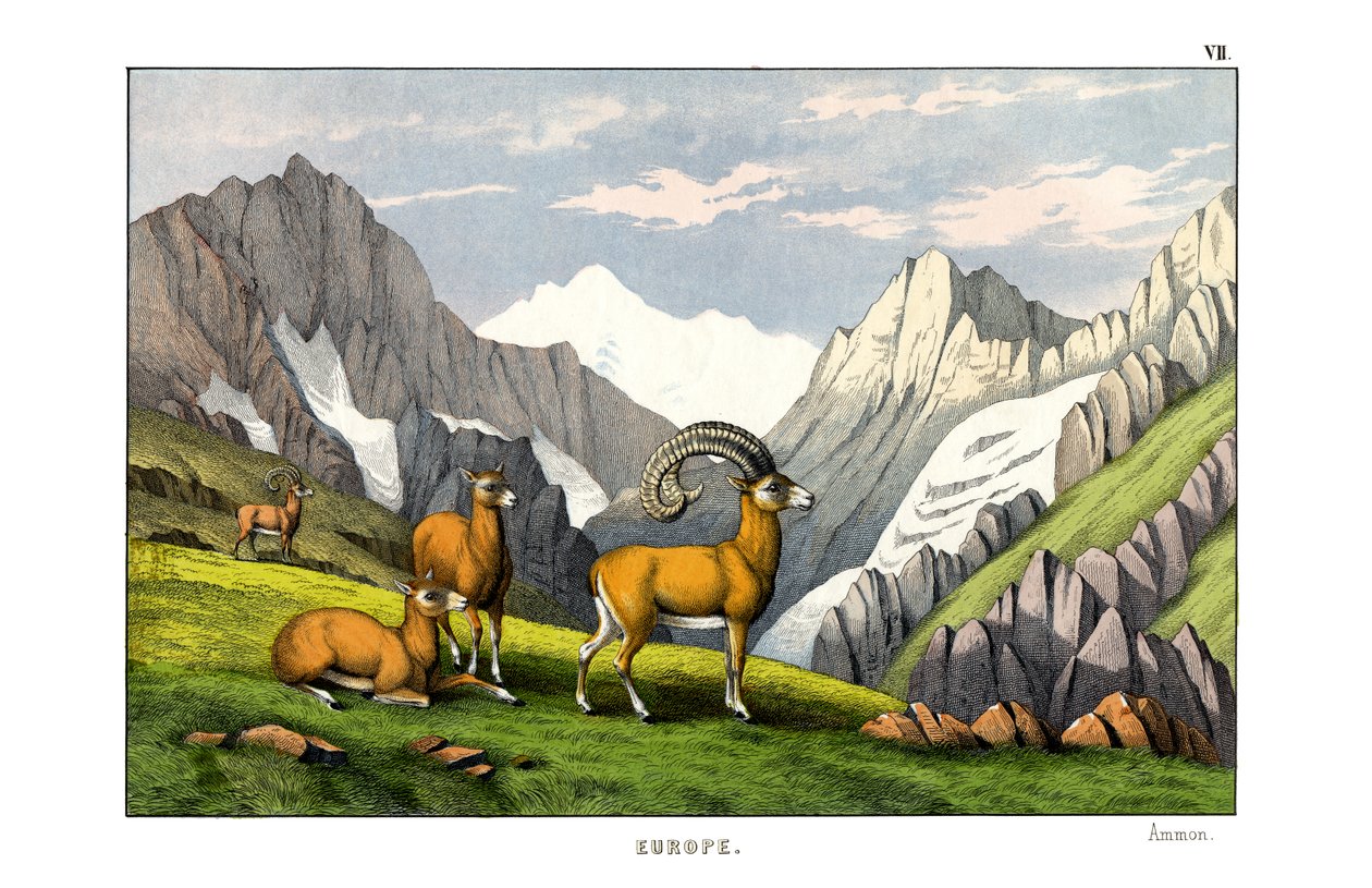 Mouflon - English School
