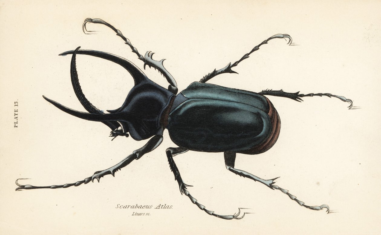 Scarabée atlas, Chalcosoma atlas (Scarabaeus atlas) - English School