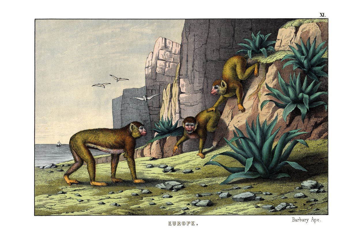 Singe de Barbarie - English School