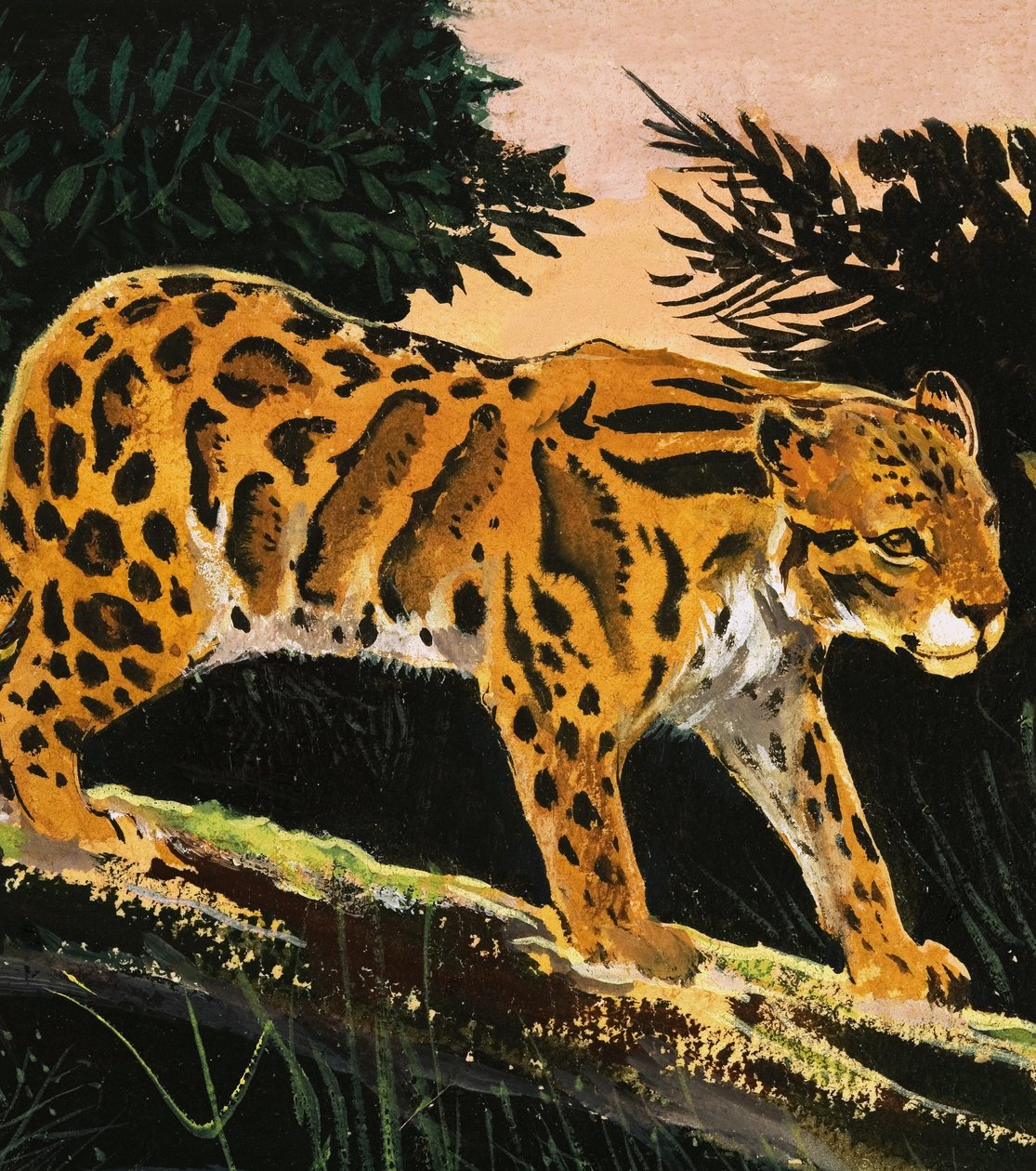 Léopard nuageux - English School