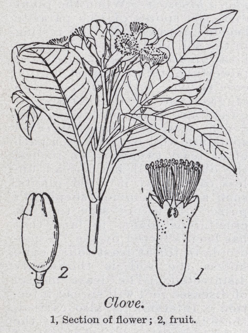 Clou de girofle - English School