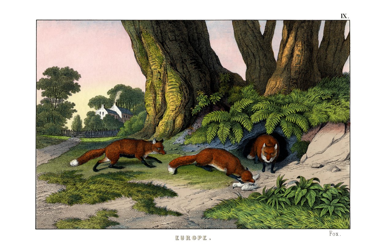 Renard commun - English School