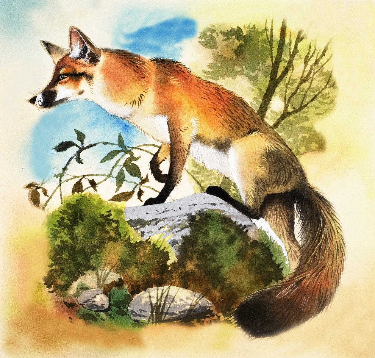 Renard - English School