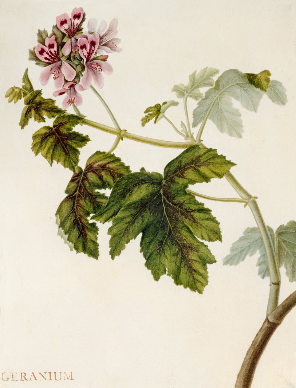 Géranium - English School