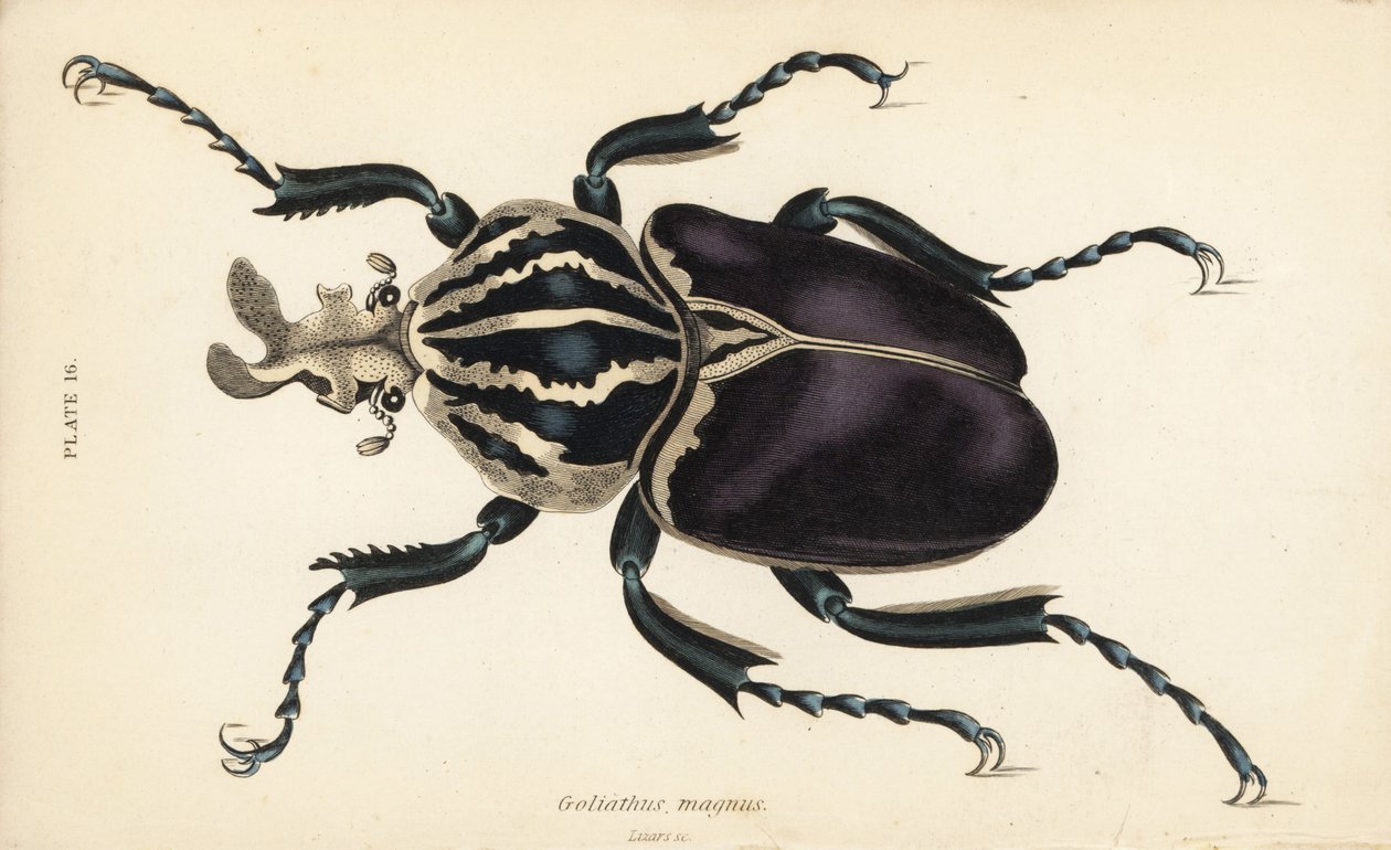 Scarabée goliath, Goliathus goliatus (Goliathus magnus) - English School